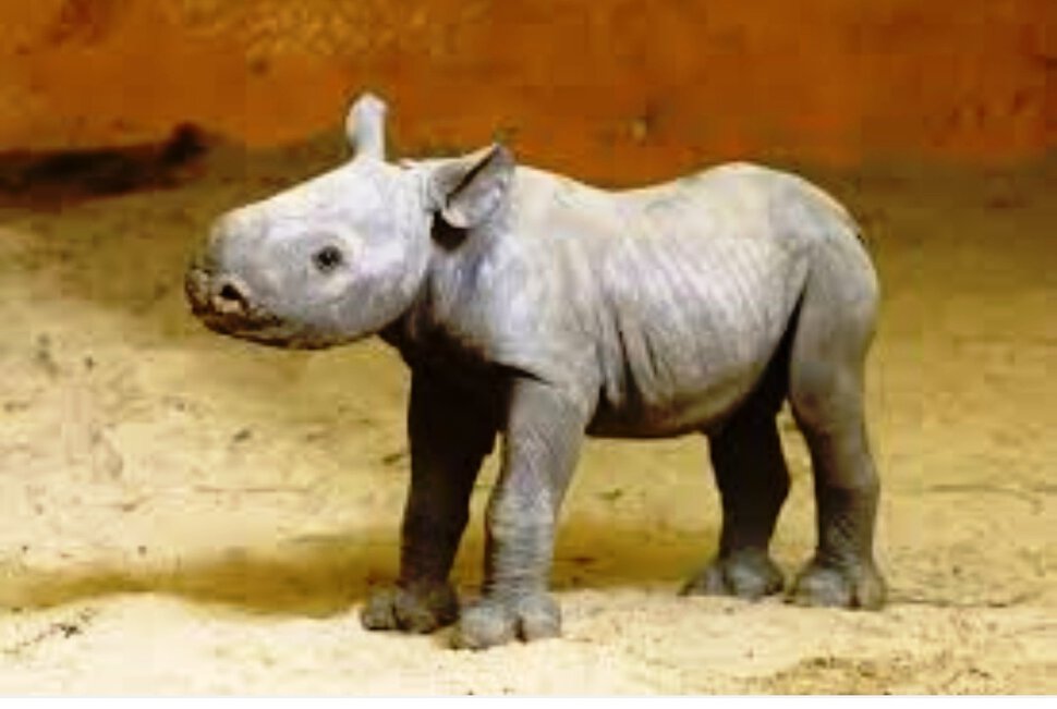 Детёныши носорога