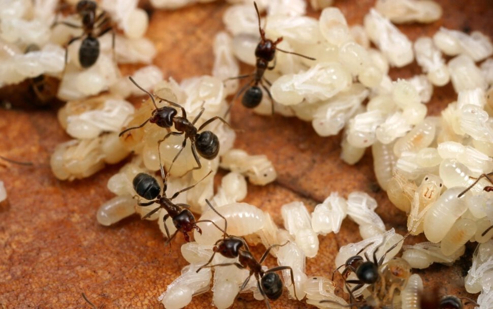 Вылупление личинок муравьёв