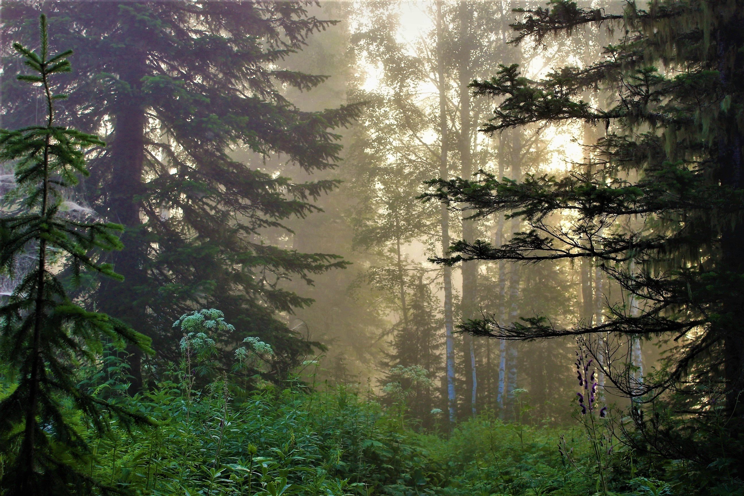 Положенный лес. Дремучий лес пихта кедр. Дремучий хвойный лес Тайга. Труднопроходимый лес Тайга. Хвойный Таёжный лес.