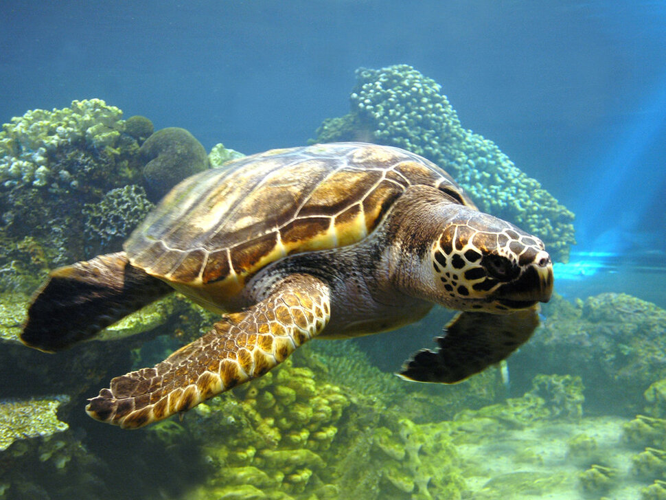Огромная морская черепаха и огромный светлый скат