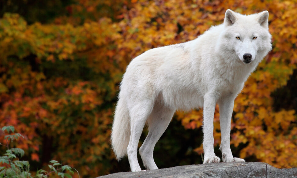 Лопатой белого волка