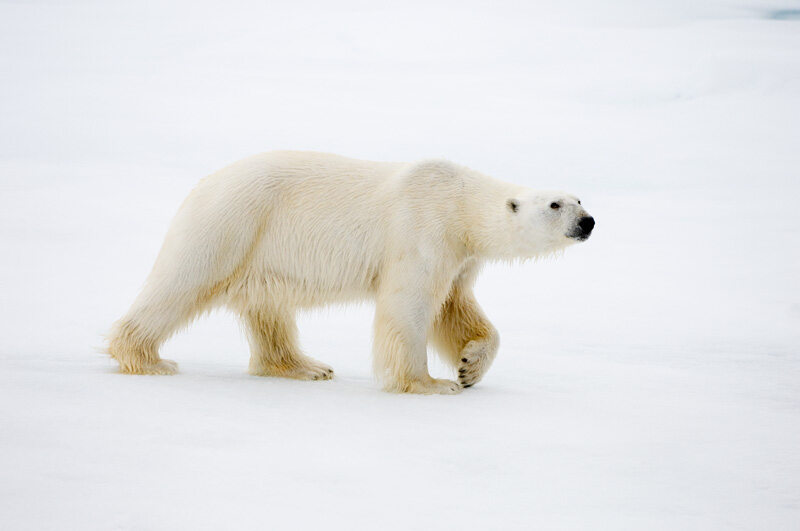 Полярный медведь бежать за полярным медведем