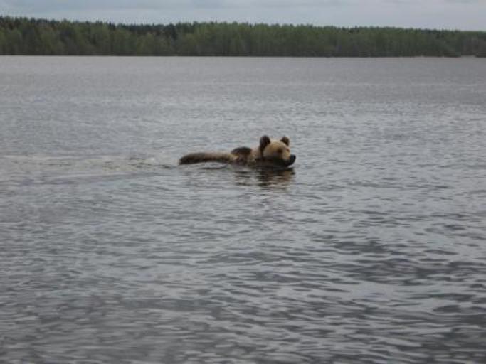 Плывущий в море медведь