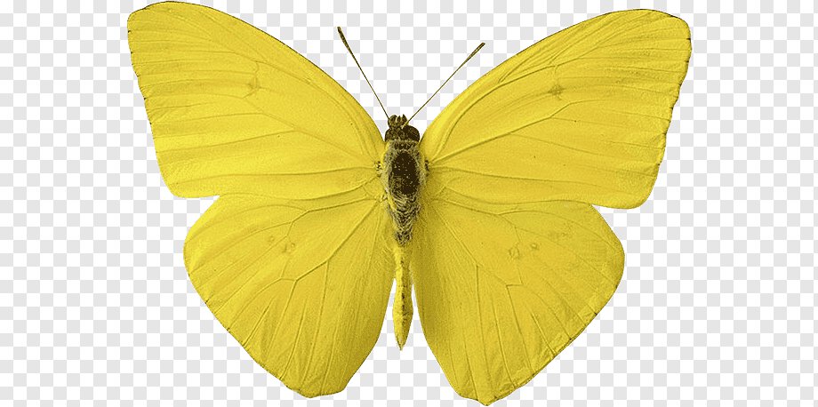 Большая жёлтая бабочка