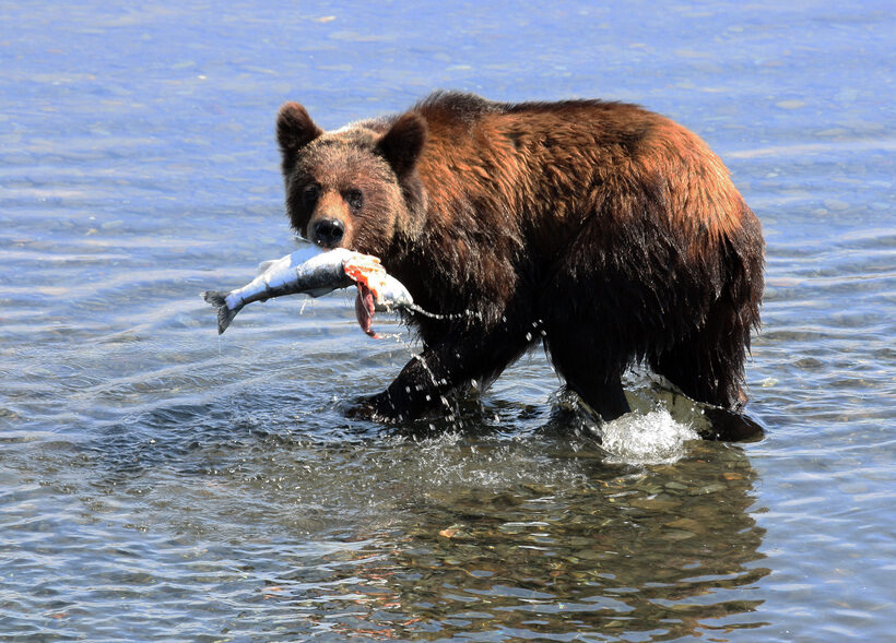 Чистить рыбу, убегать от большого медведя