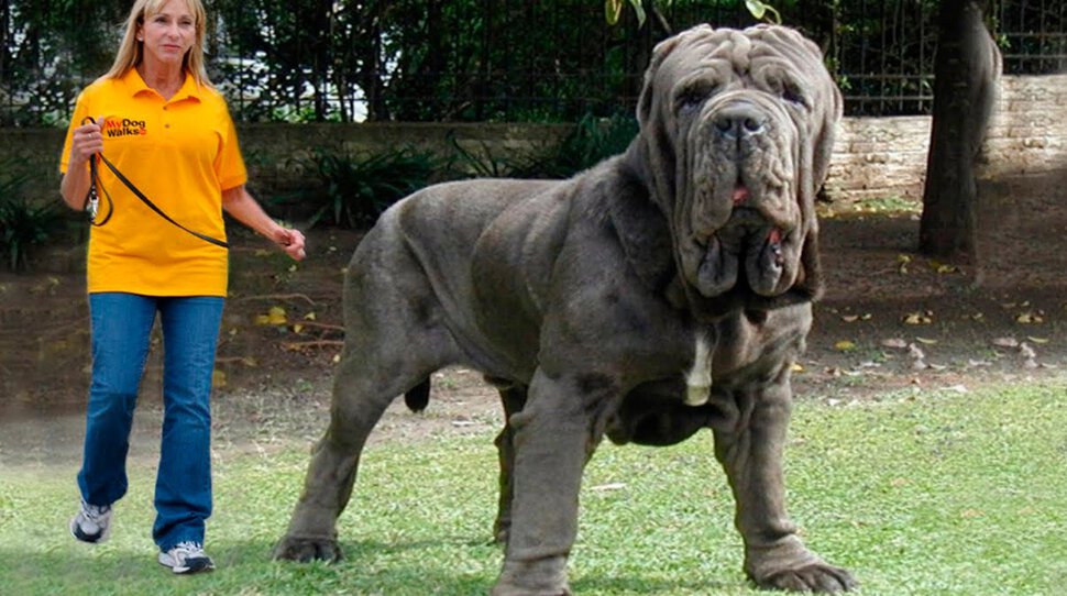 Огромный Пёс