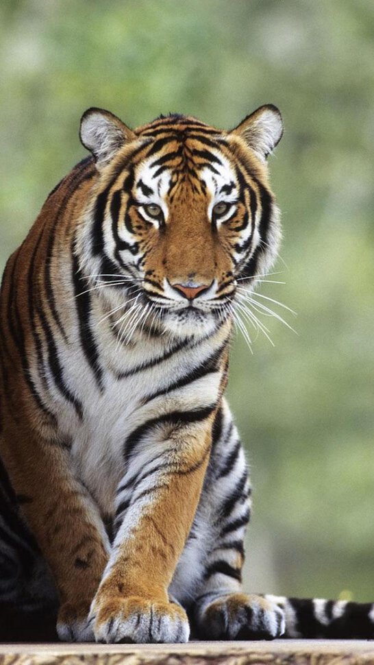 Начало природного апокалипсиса и поиски тигра