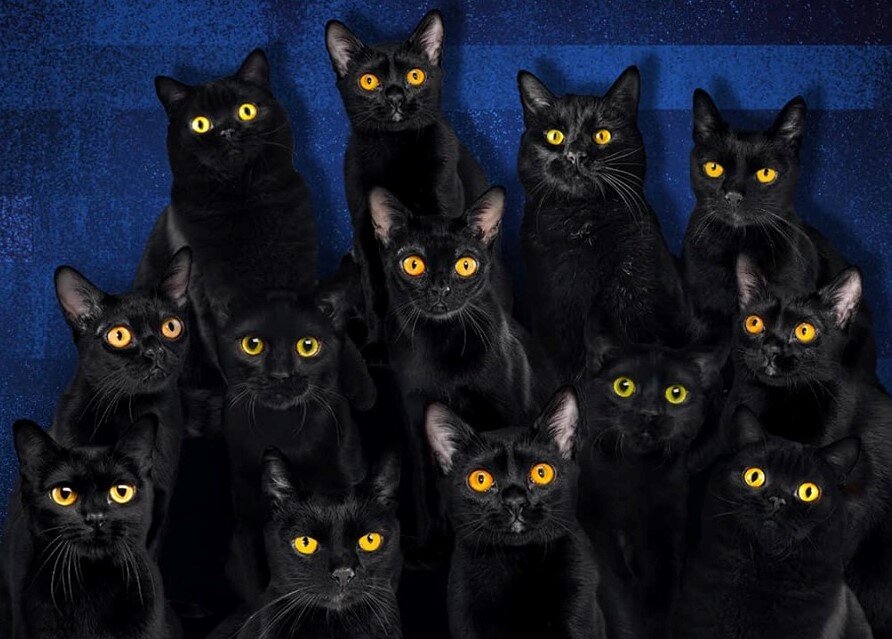 Черные кошка 13. Чёрный кот. Много кошек. Черные кошки много. Много черных котов.