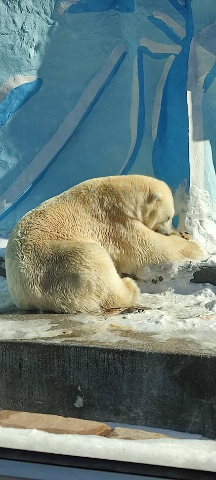 Медведь и кот