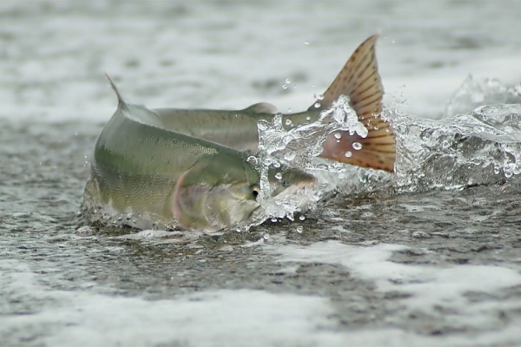 Ловить рыбу во время нереста. Нерест лосося на Сахалине. Рыба выпрыгивает из воды. Нерест лосося. Рыба в речке.