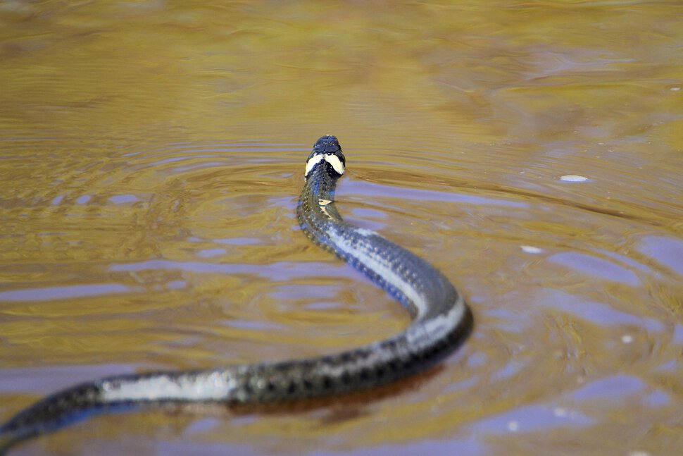 Была змей пряталась в воде