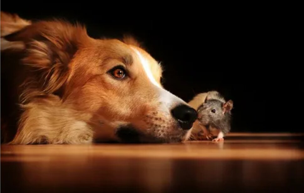 Собака поймала мышь