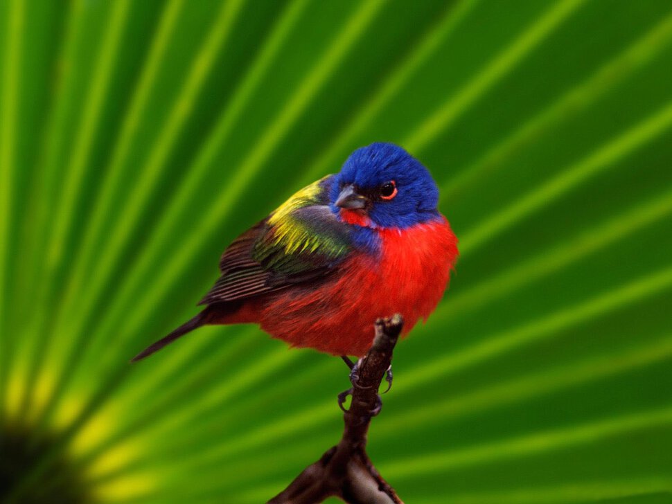 Нереальные птицы с ярким разноцветым окрасом