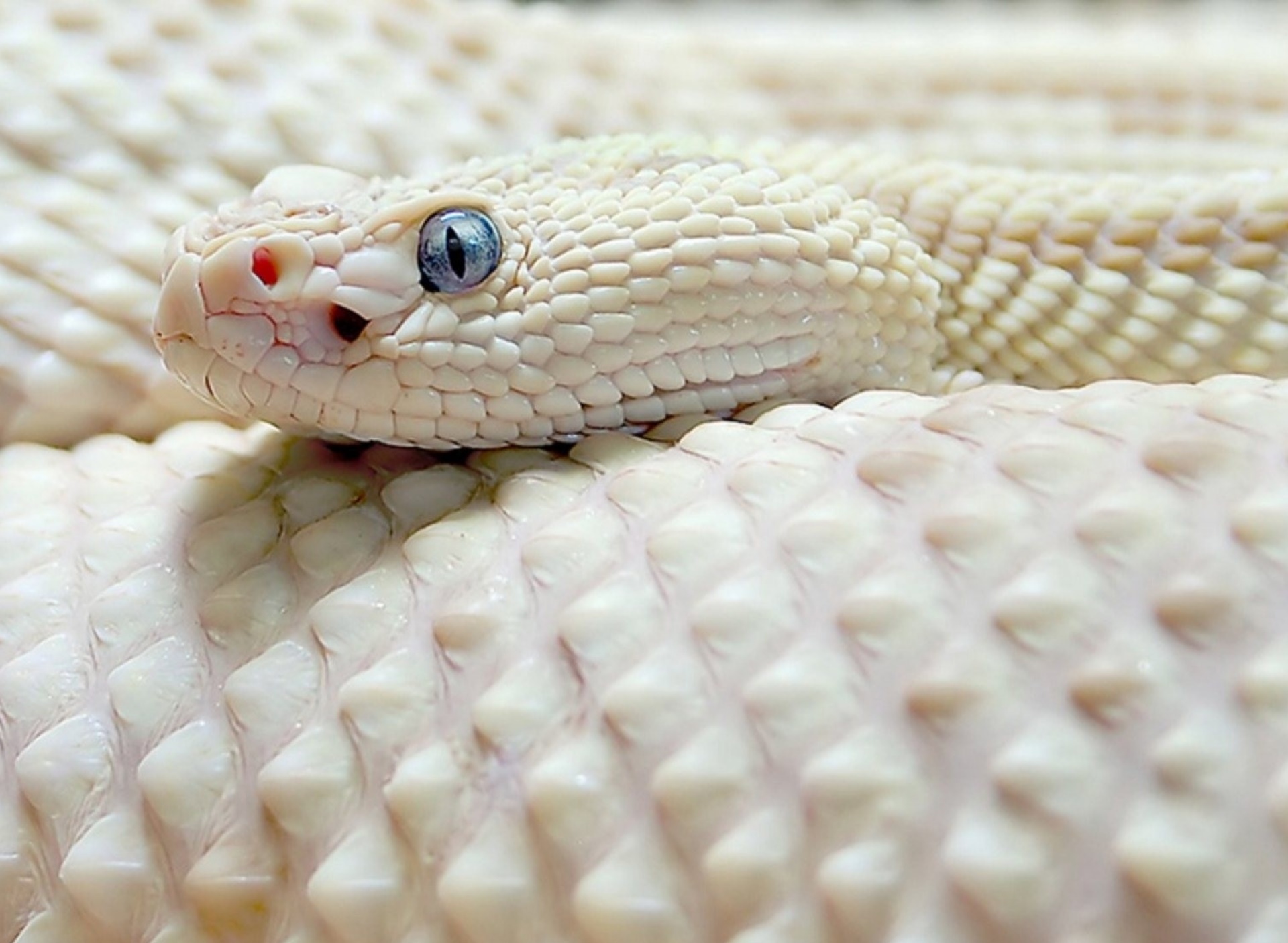 Белые змеи ядовитые. Техасский полоз альбинос. Королевская Кобра альбинос. Песчаная Эфа альбинос. Полоз леуцист.