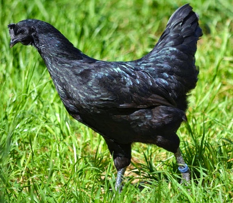 Гризбар курица фото и описание