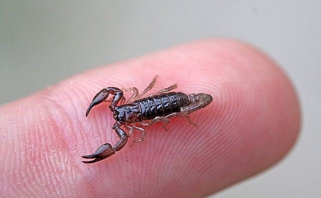 Маленькие скорпионы кусают за ноги