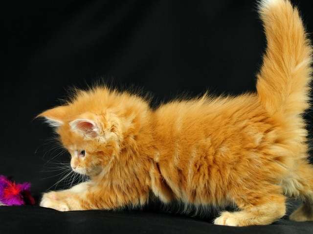 Рыжий котенок с тремя задними лапками