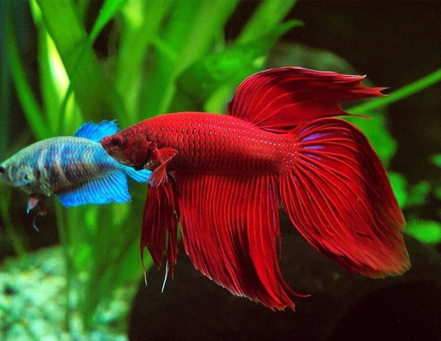 Рыба красного цвета