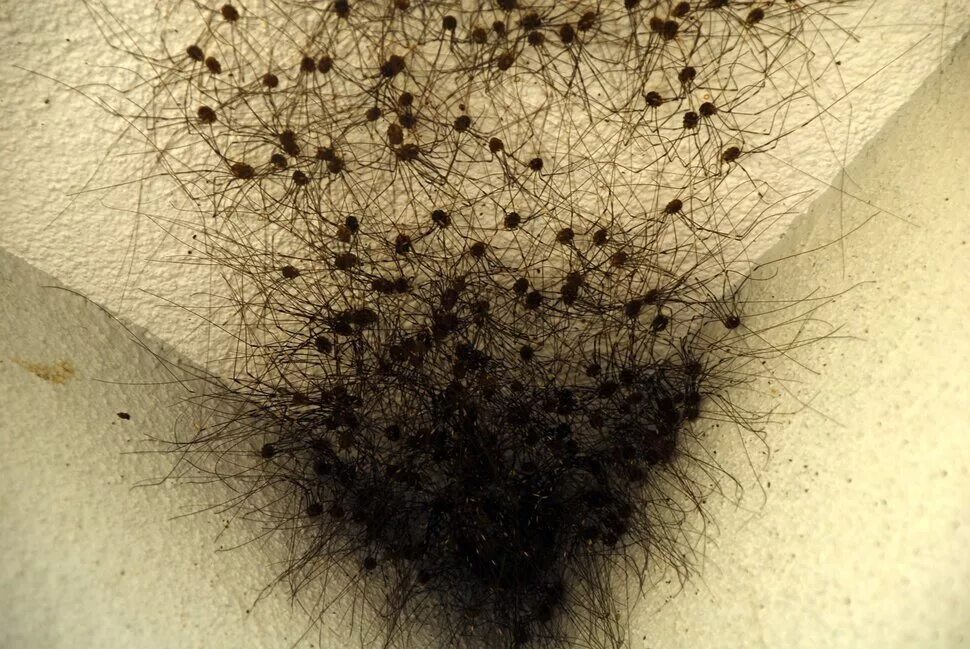 Сбриваю волосы с насекомыми