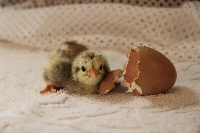 Из куриного яйца вылупился птенец