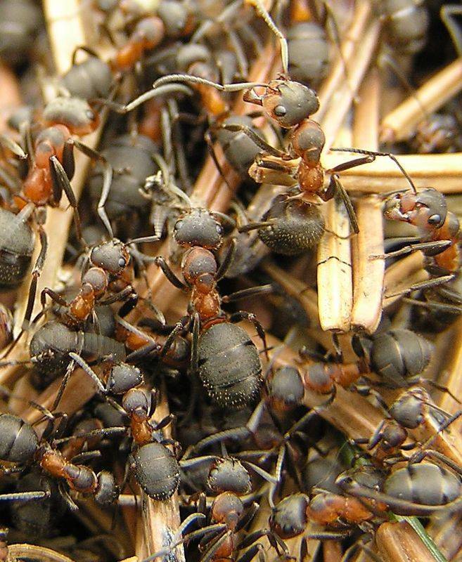 Мясо черви муравьи