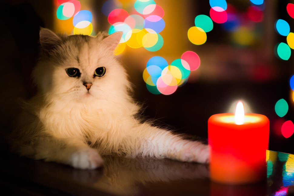 Белая кошка, умерший брат, церковные свечи