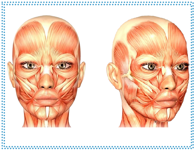Мышцы лица в косметологии с описанием и схемами для массажа