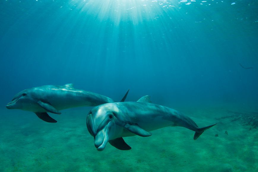 Зимние дельфины