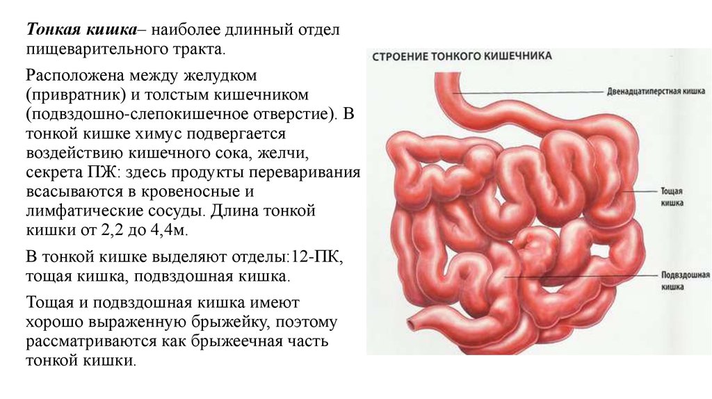 Что такое кишки по фене