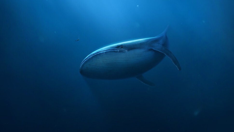 Рыба - кит