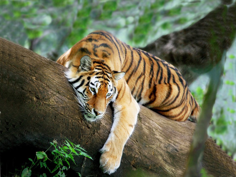 К чему снится спасать тигра во сне