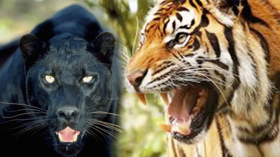 Тигр и Пантера