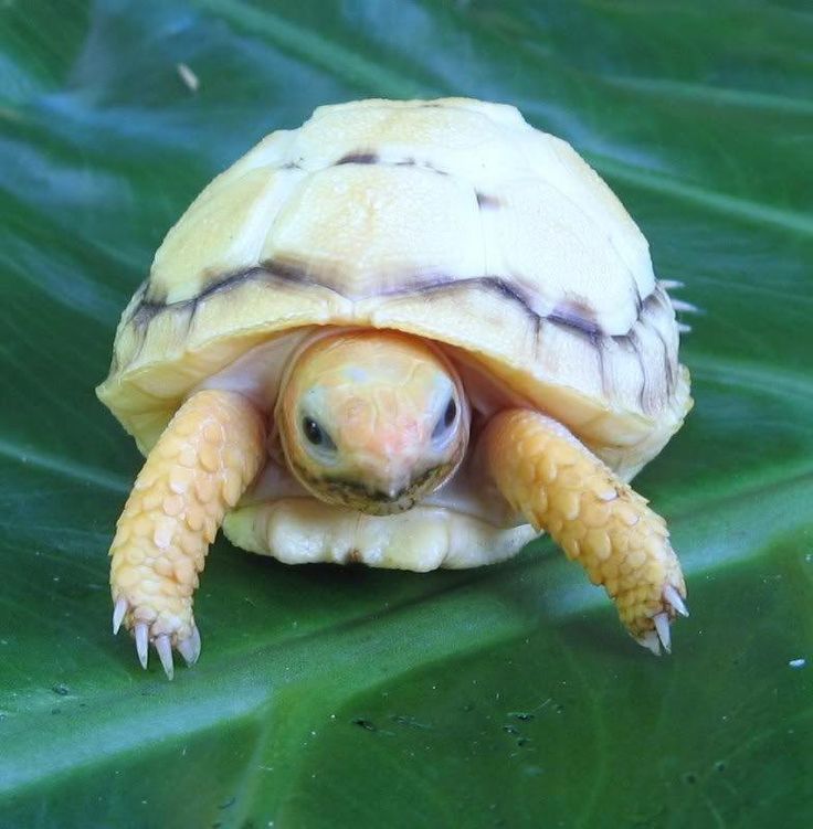 Черепаха без панциря