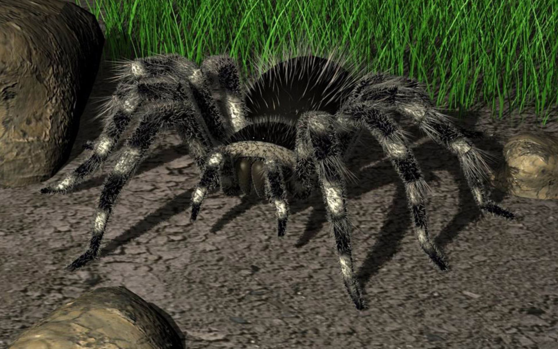 Видеть большого паука. Огромный паук. Мохнатый паук. Черный мохнатый паук. Снится гигантский паук.