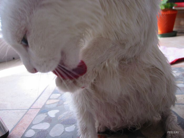 Большая белая мокрая кошка