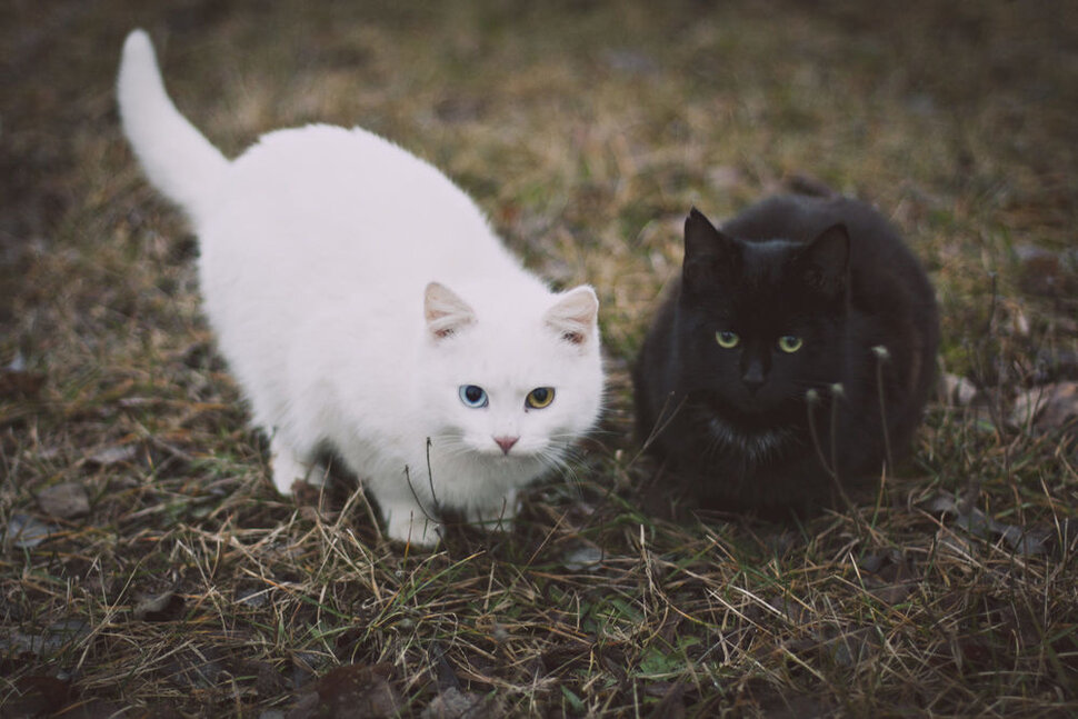 Кошки с блохами