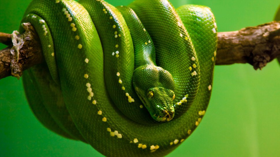 Ярко зелёная змея