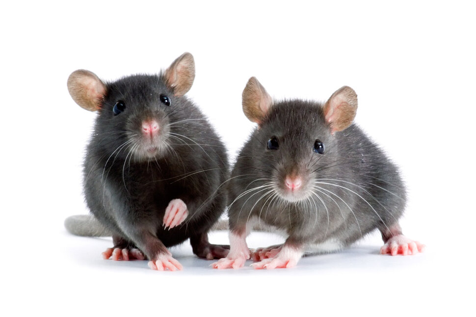 Крысы, пытающиеся съесть пищу