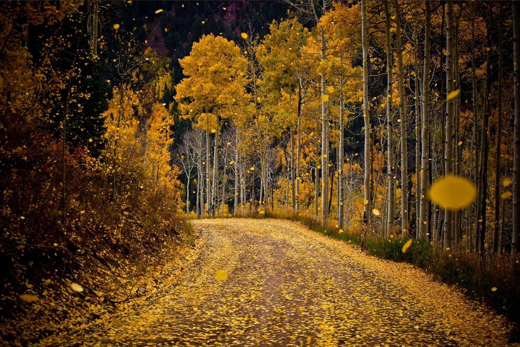 Осенний останавливаться. Осенний листопад. Осенняя дорога. Осенний лес. Осень листопад.