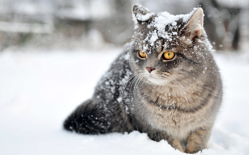 Кошка убежала по снегу