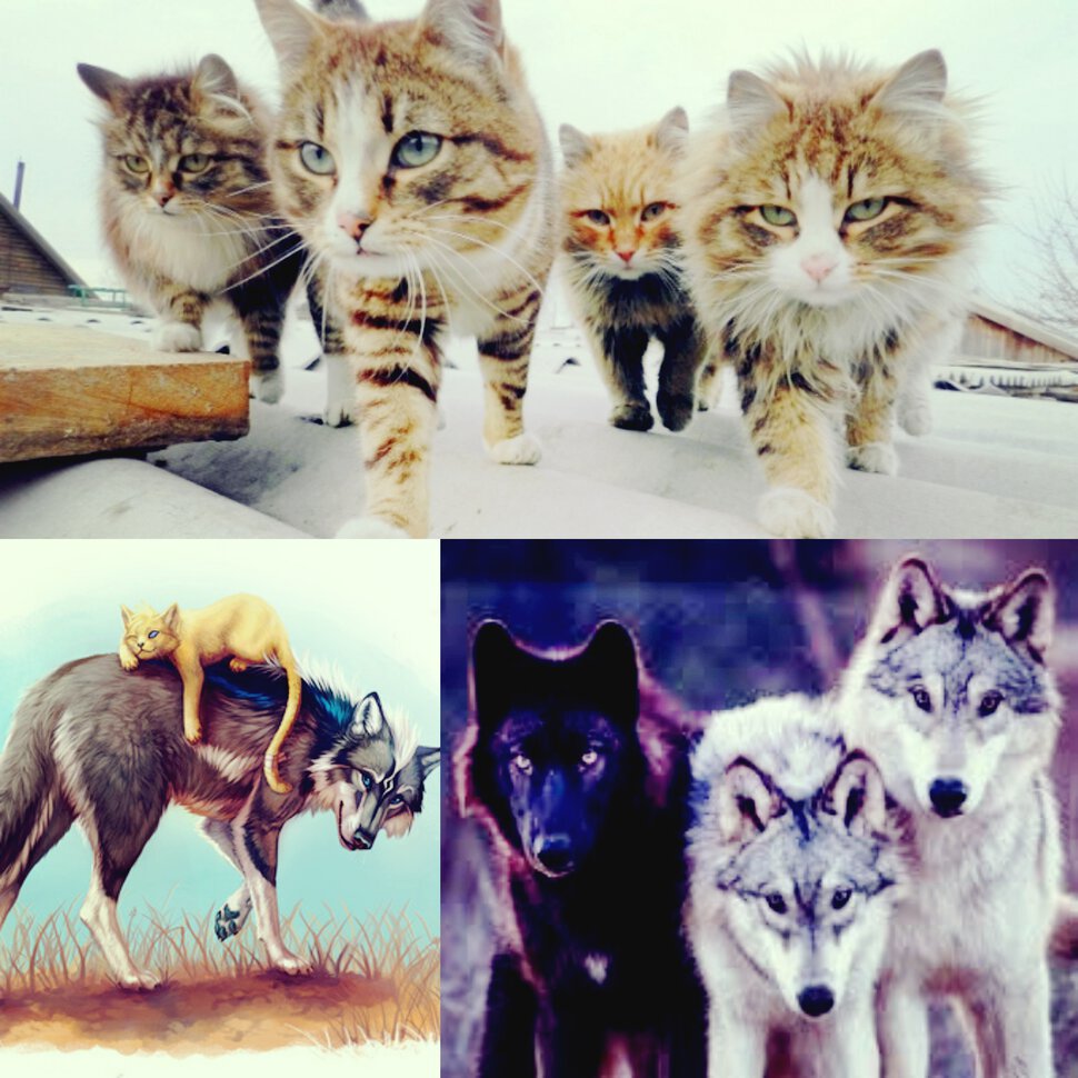 Кошки против стаи волков