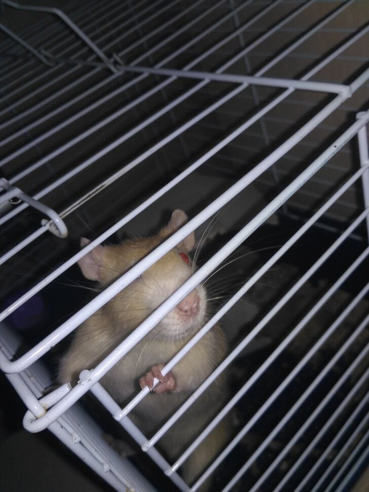 Моя домашняя крыса и две не моих маленьких крыски