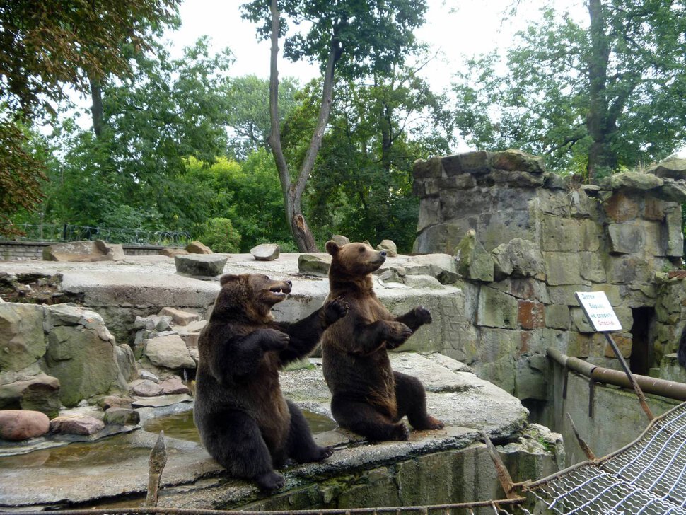 Зоопарк с медвежьими головами и все что было в нем
