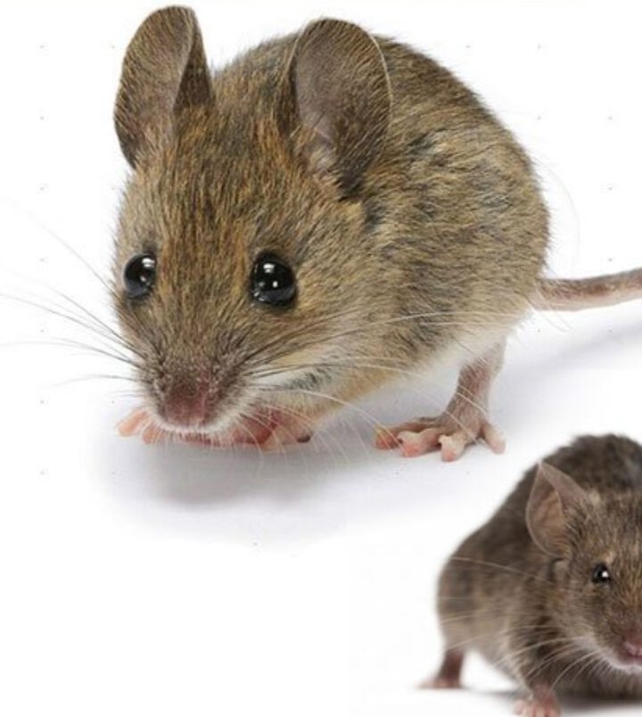 К чему снится много мышей серых маленьких. Крысы мыши полевки. Полевая мышь. Маленькие мыши. Мышь с мышатами.