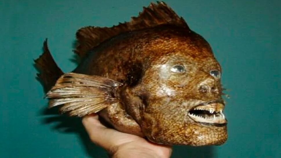 Рыба с человеческим лицом