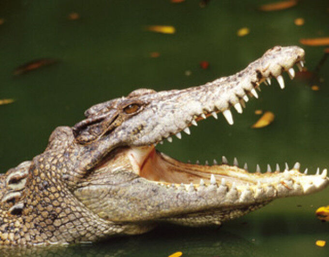 Беззубый крокодил и утенок