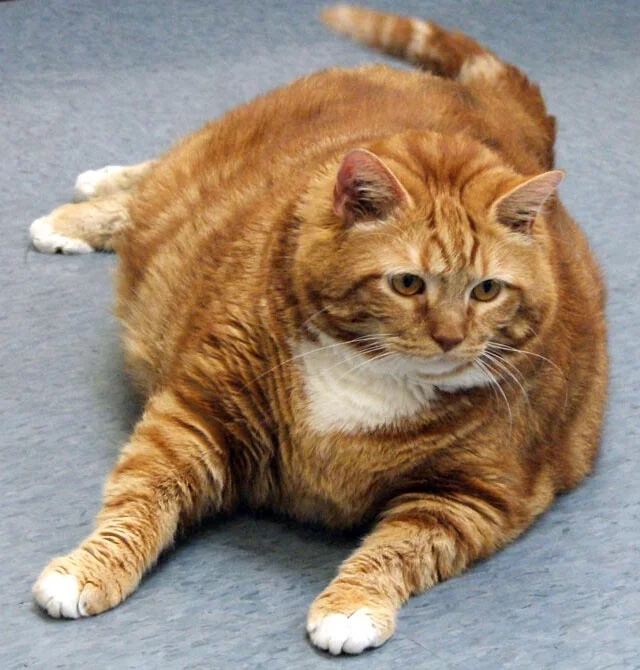 Большая рыжая кошка