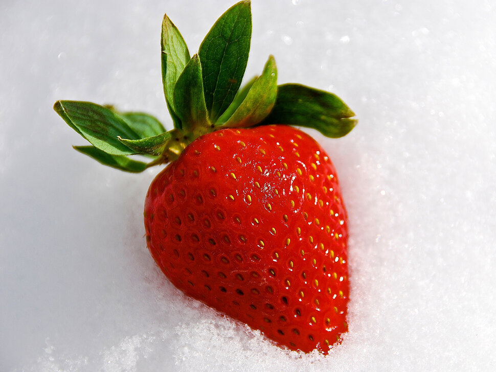 Красные ягоды клубники в снегу