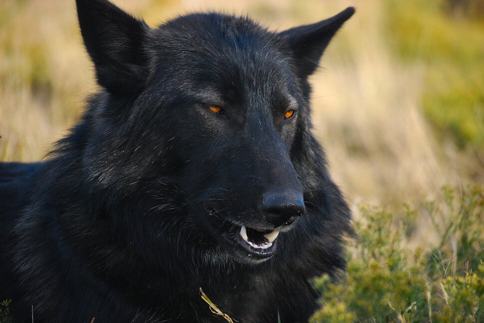 Волк чёрный, агрессивный, рычит