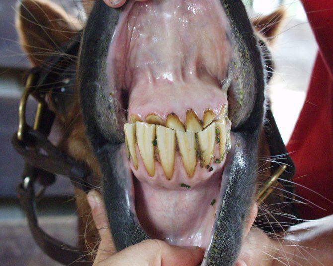 Животные с чужими зубами